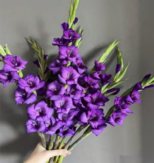 Фиолетовая
