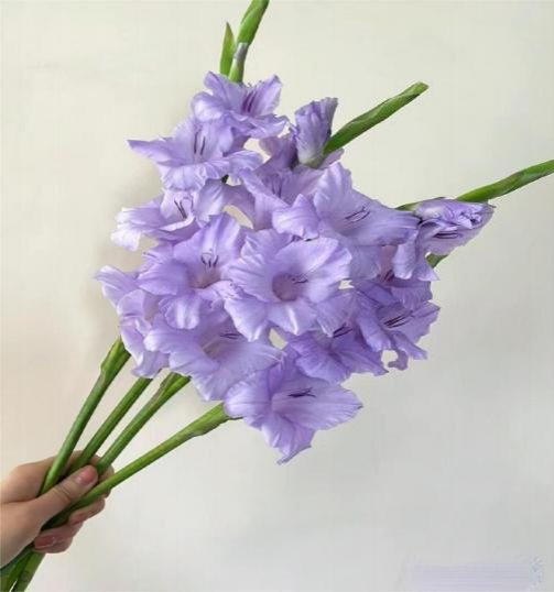 Light Purple