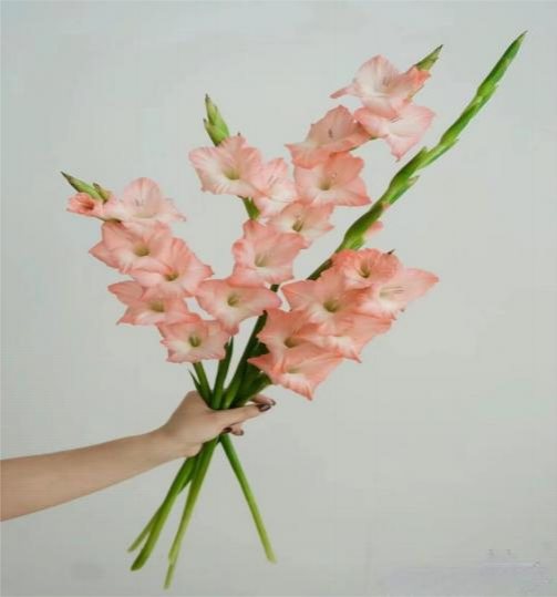 Розовая