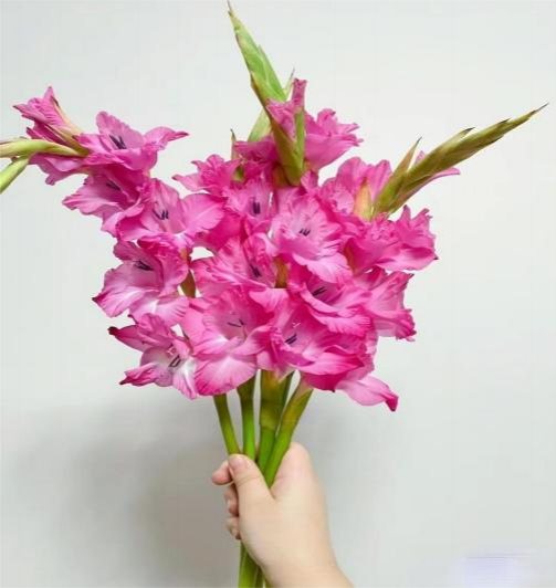 Fushia