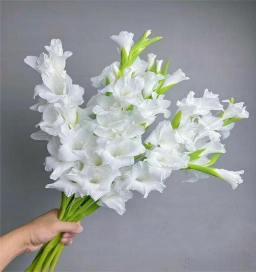 Белая
