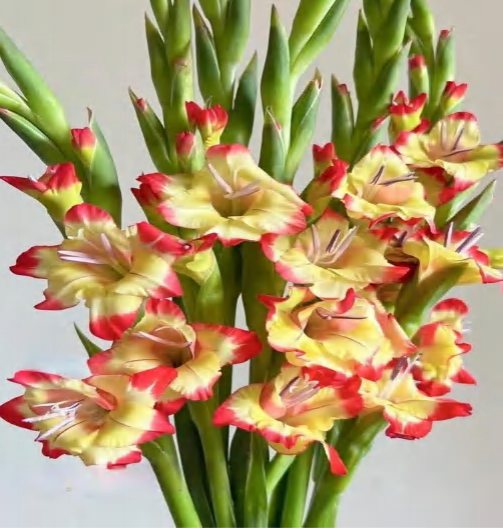 Yellow Red