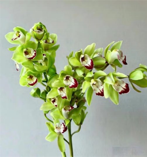 Зеленая