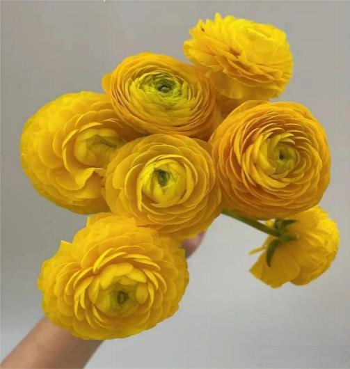 Желтая