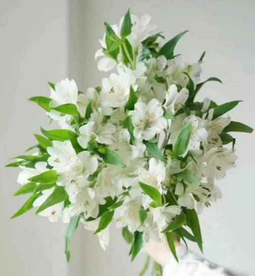 Белая