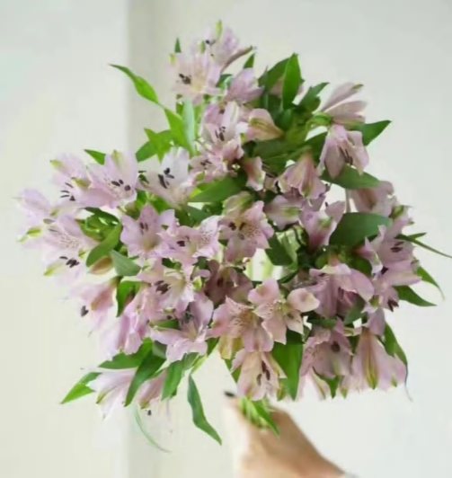 Light Purple