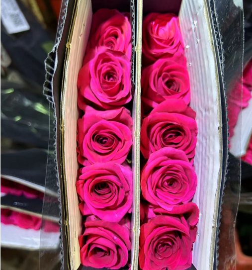 Shocking Pink