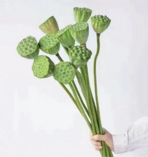 Seed Pod