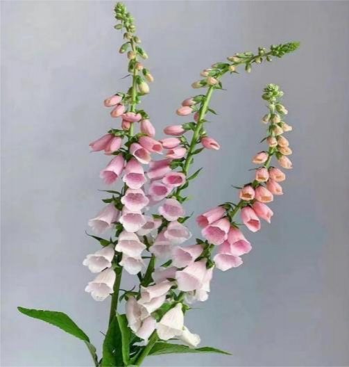 Розовая