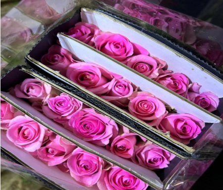 Rose Pink Revival