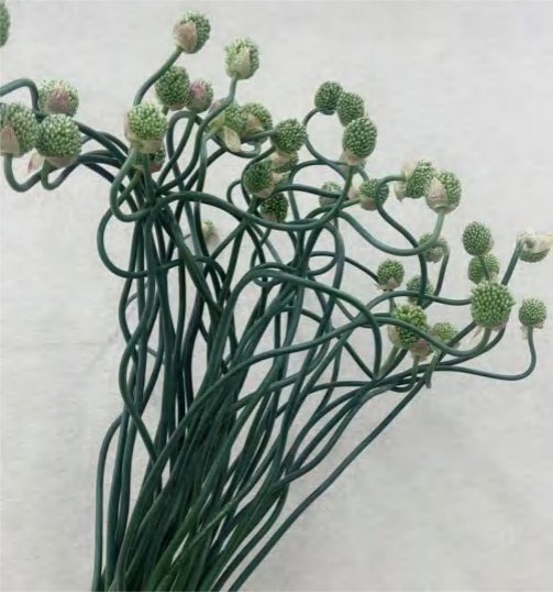 Small Curly