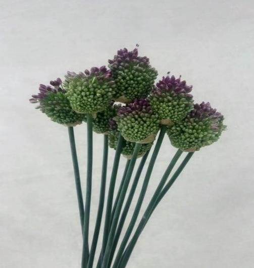 Small Straight