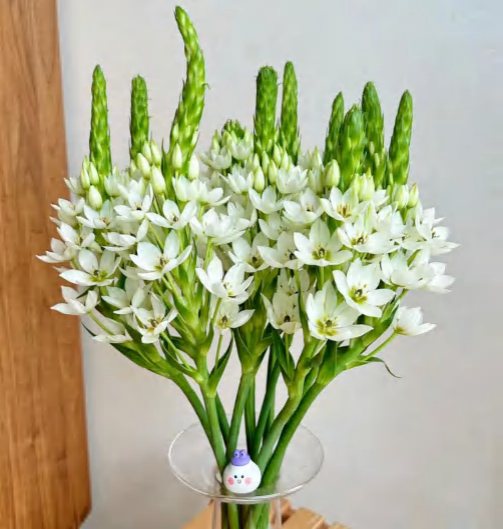 Ornithogalum dubium