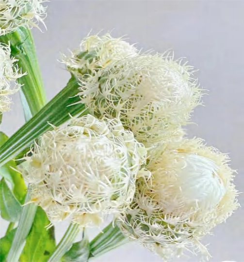 Bird Nest