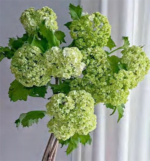 Viburnum Keteleeri