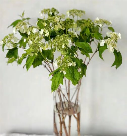 Viburnum