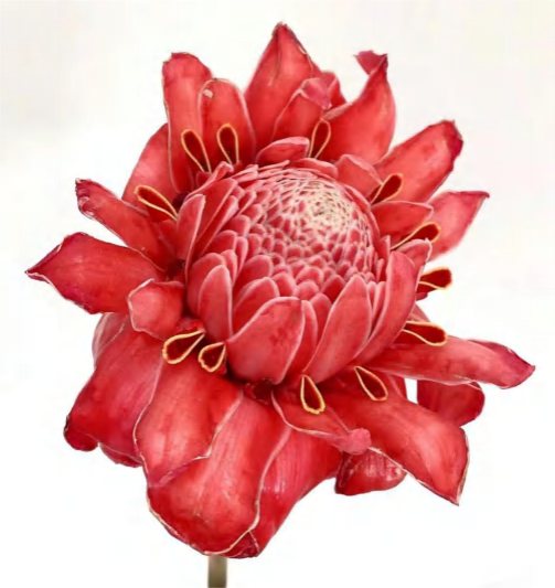 Etlingera Elatior