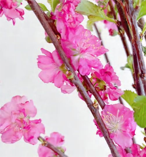 Peach Blossom
