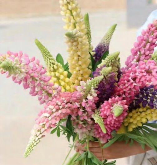 Lupinus