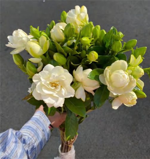 Gardenia