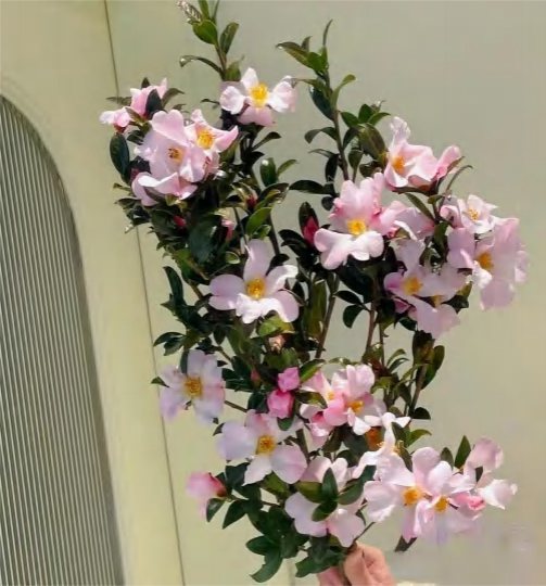 Camellia