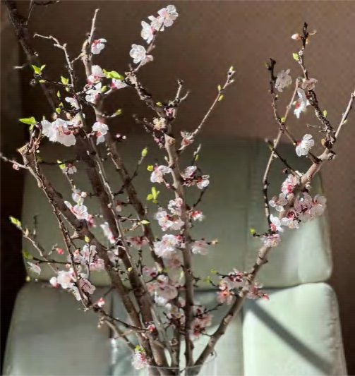 Apricot