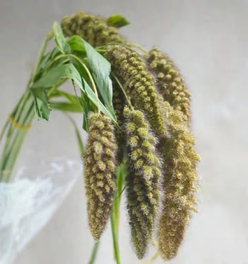 Bear Tail