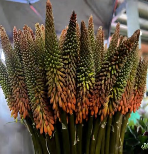 Torch