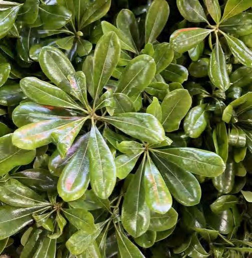 Haitong Leaf