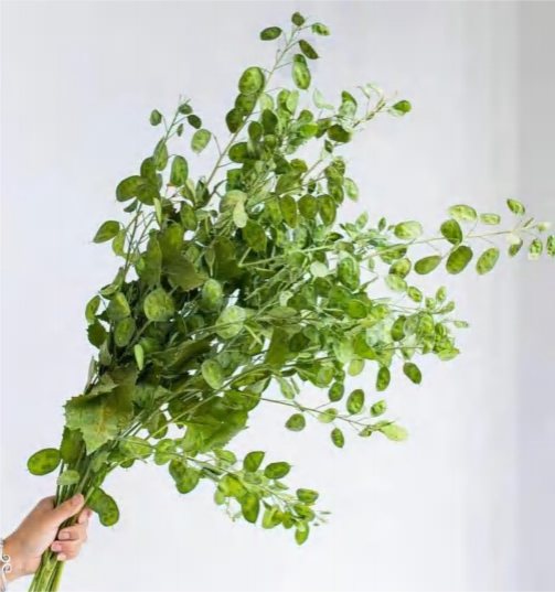 Lunaria