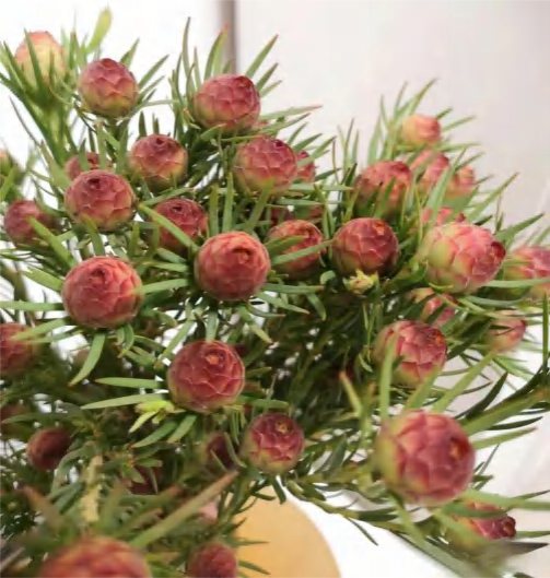 Jubilee Crown