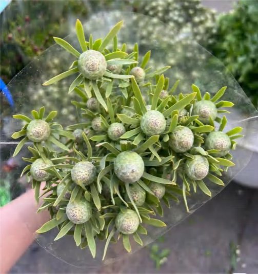 Emerald Fruit