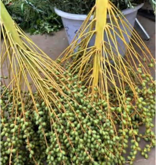 Betel Nut