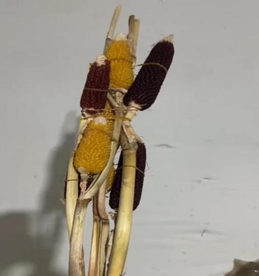 Corn Stick