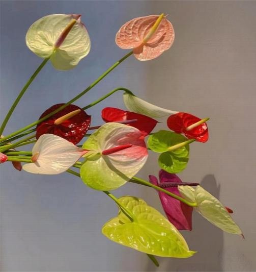 Anthurium