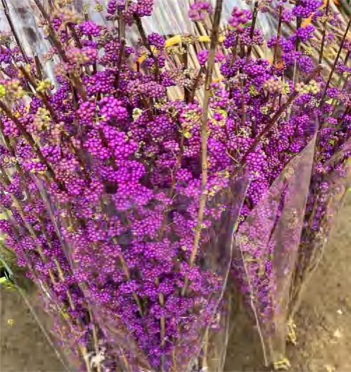 Callicarpa