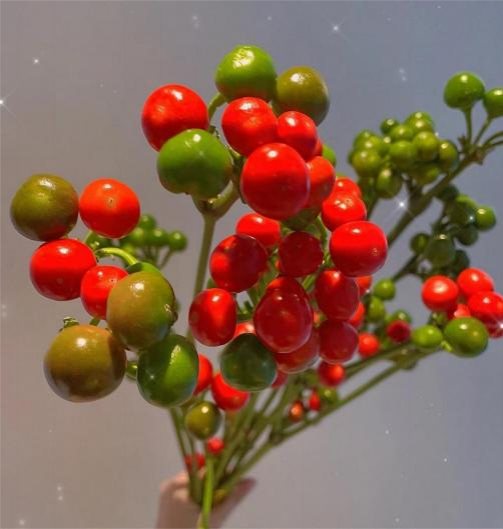 Mini Pepper