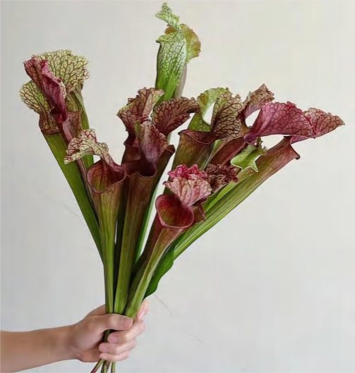 Sarracenia