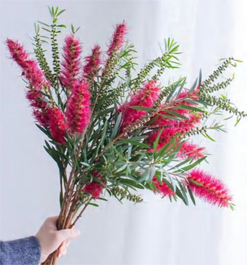 Callistemon