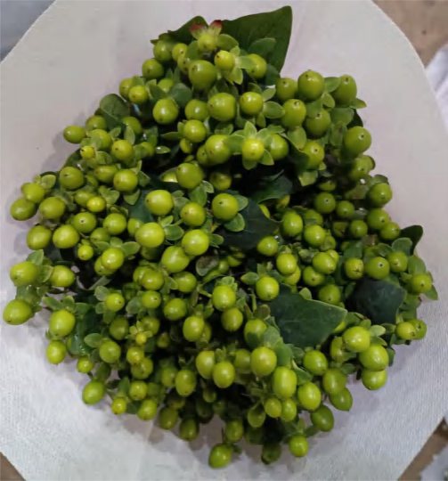 Зеленая