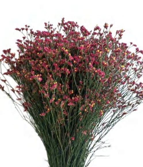Misty Red (Limonium)