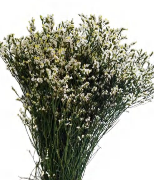 Misty White (Limonium)
