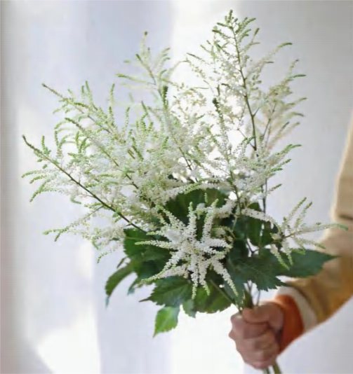 Astilbe White