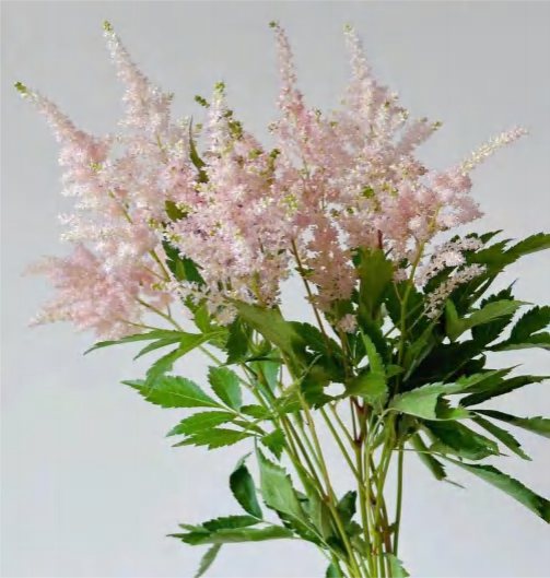 Astilbe Pink