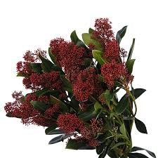 skimmia red