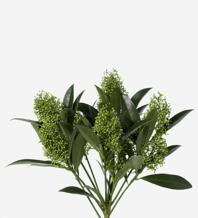 skimmia green