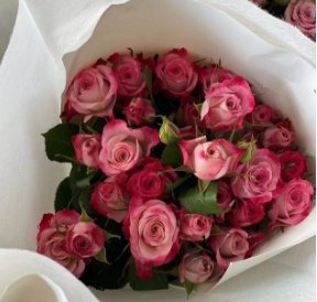 Pink Classic