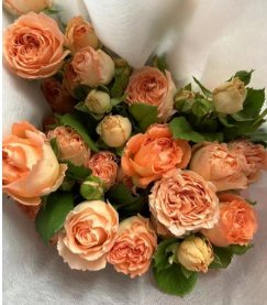 Apricot Lace