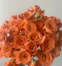 Orange Bell